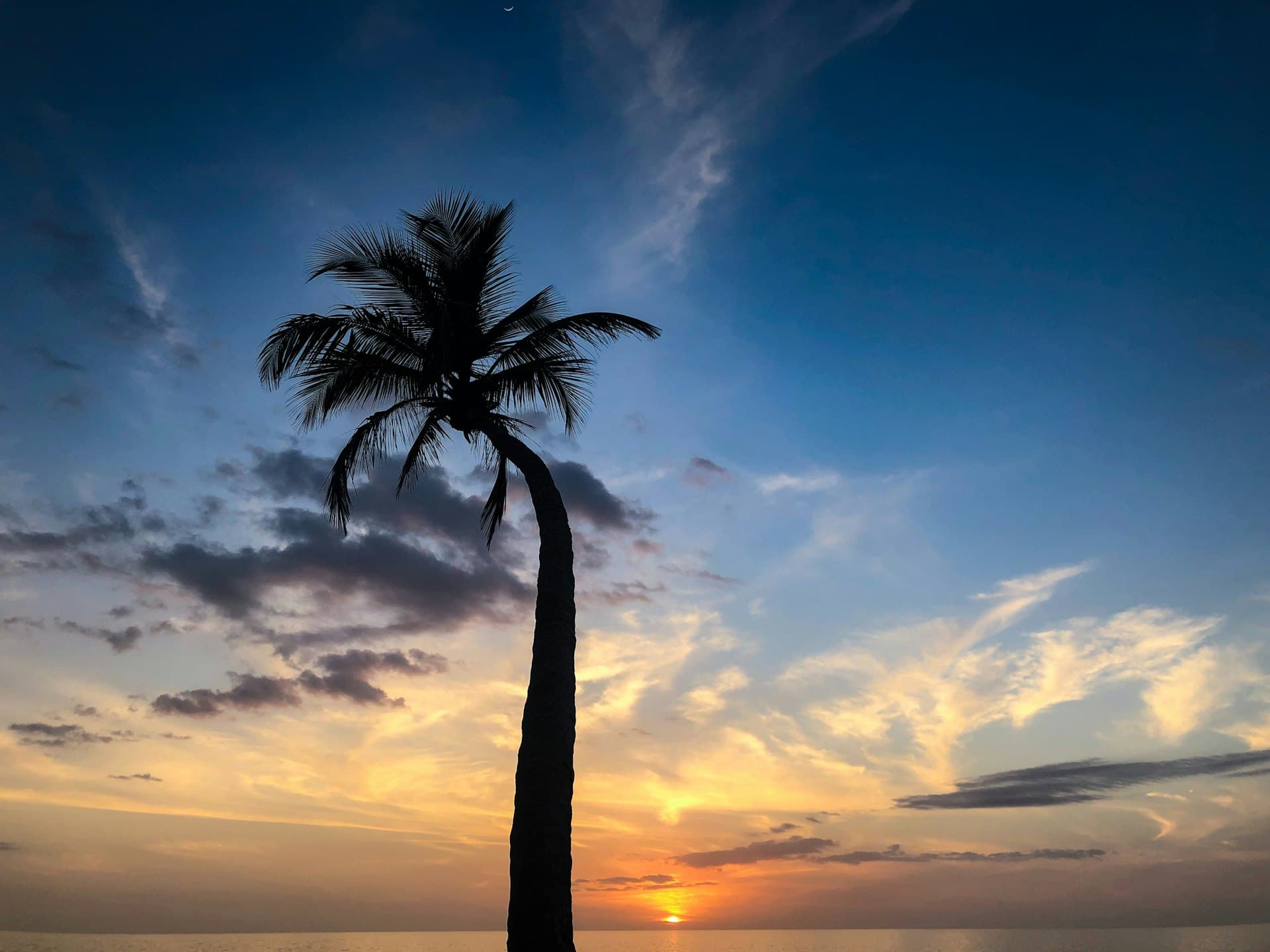 Gulf Coast sunset with palm tree silhouette in Naples Florida