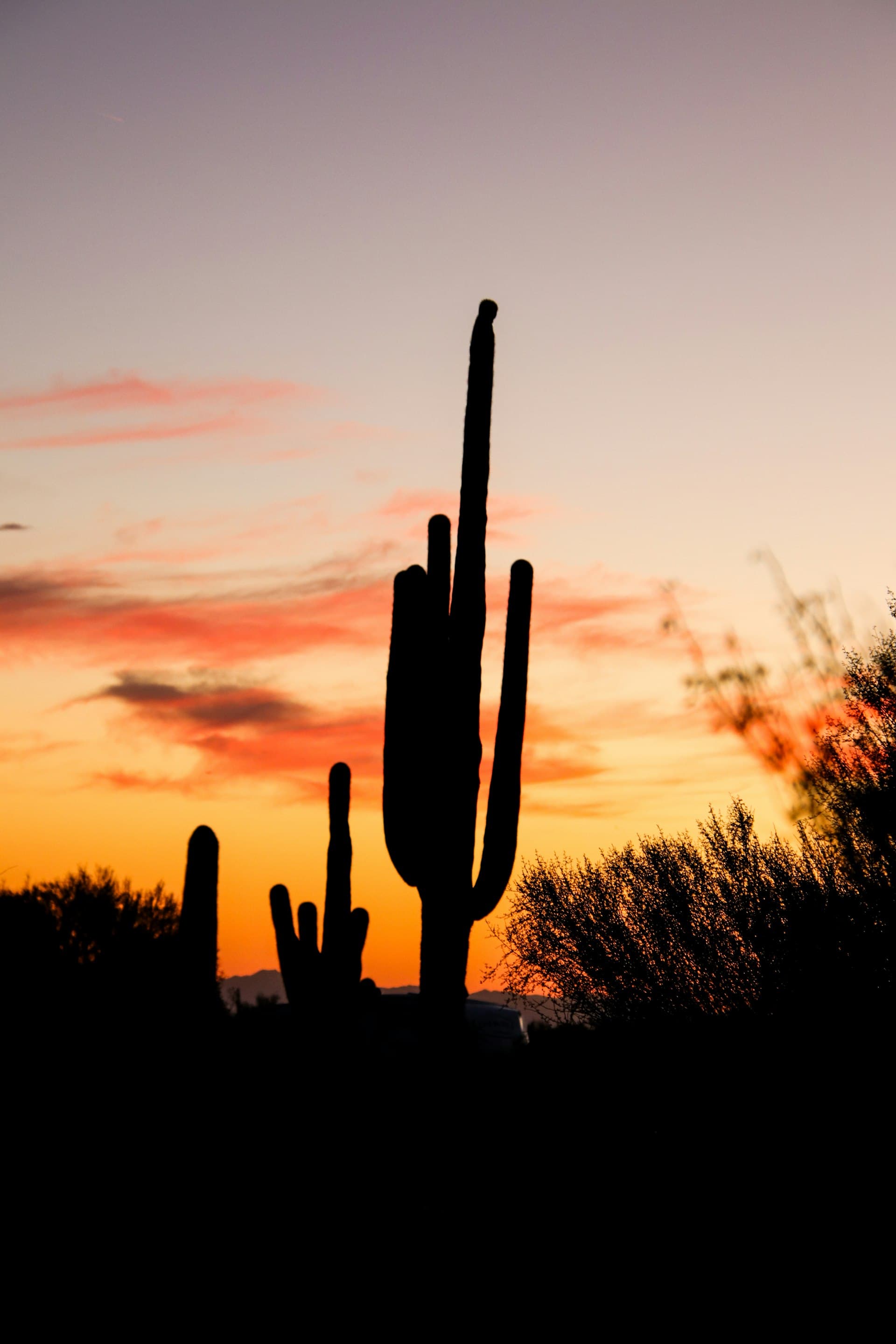 Saguaro cactus silhouette against Arizona desert sunset