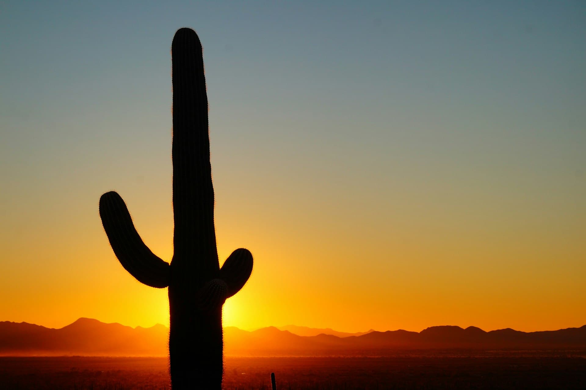 Iconic Saguaro cactus at sunset with Arizona mountains in background