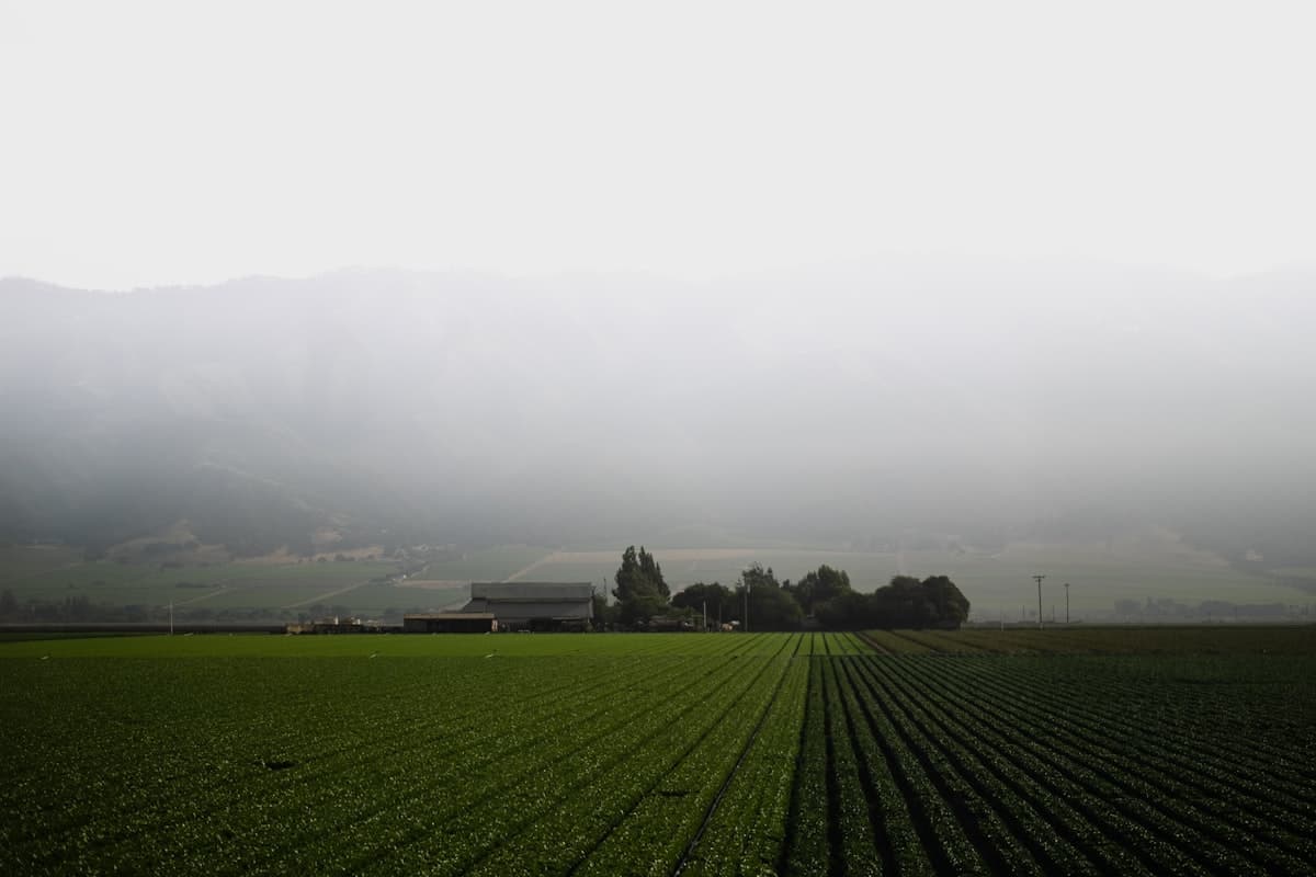 Central Valley California farmland with tule fog in the morning