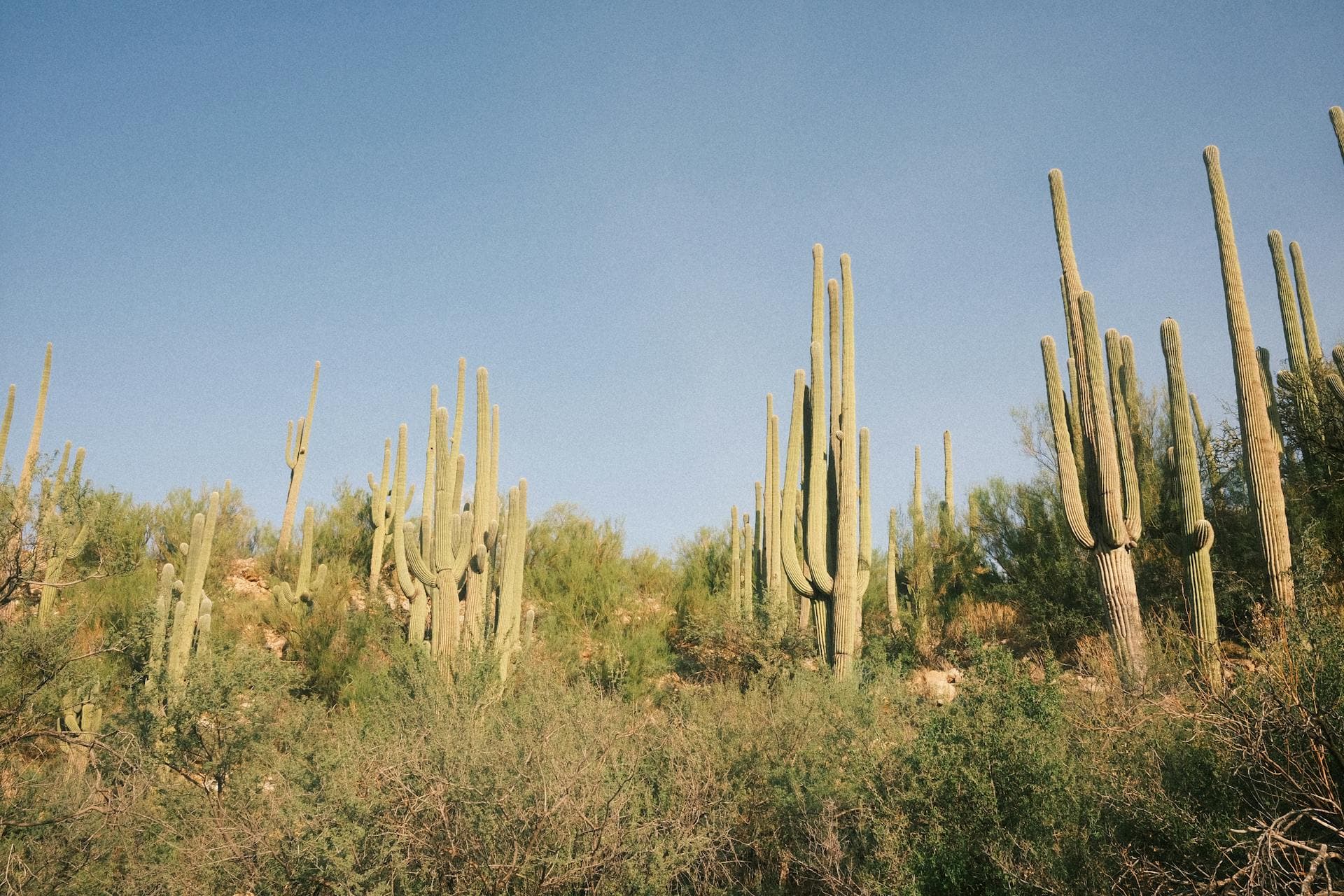Saguaro cacti in Arizona desert landscape under clear blue sky
