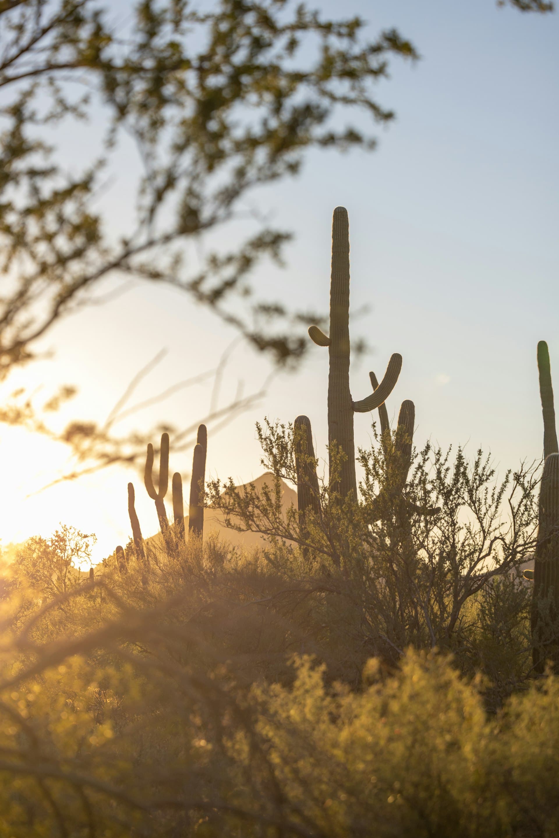 Saguaro cacti silhouetted against sunset in Arizona Sonoran Desert
