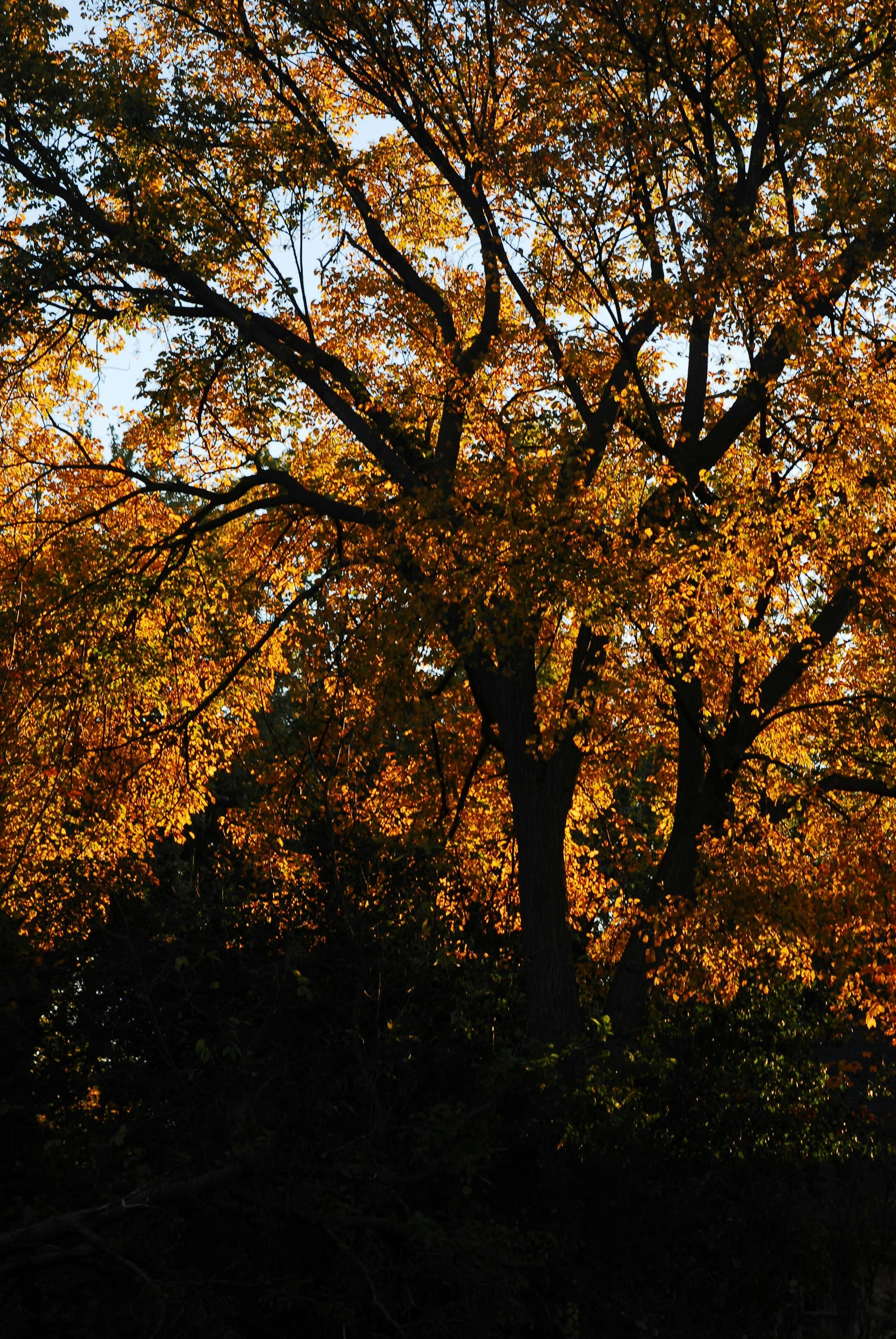Fall foliage with golden leaves in Naperville Illinois suburbs of Chicago
