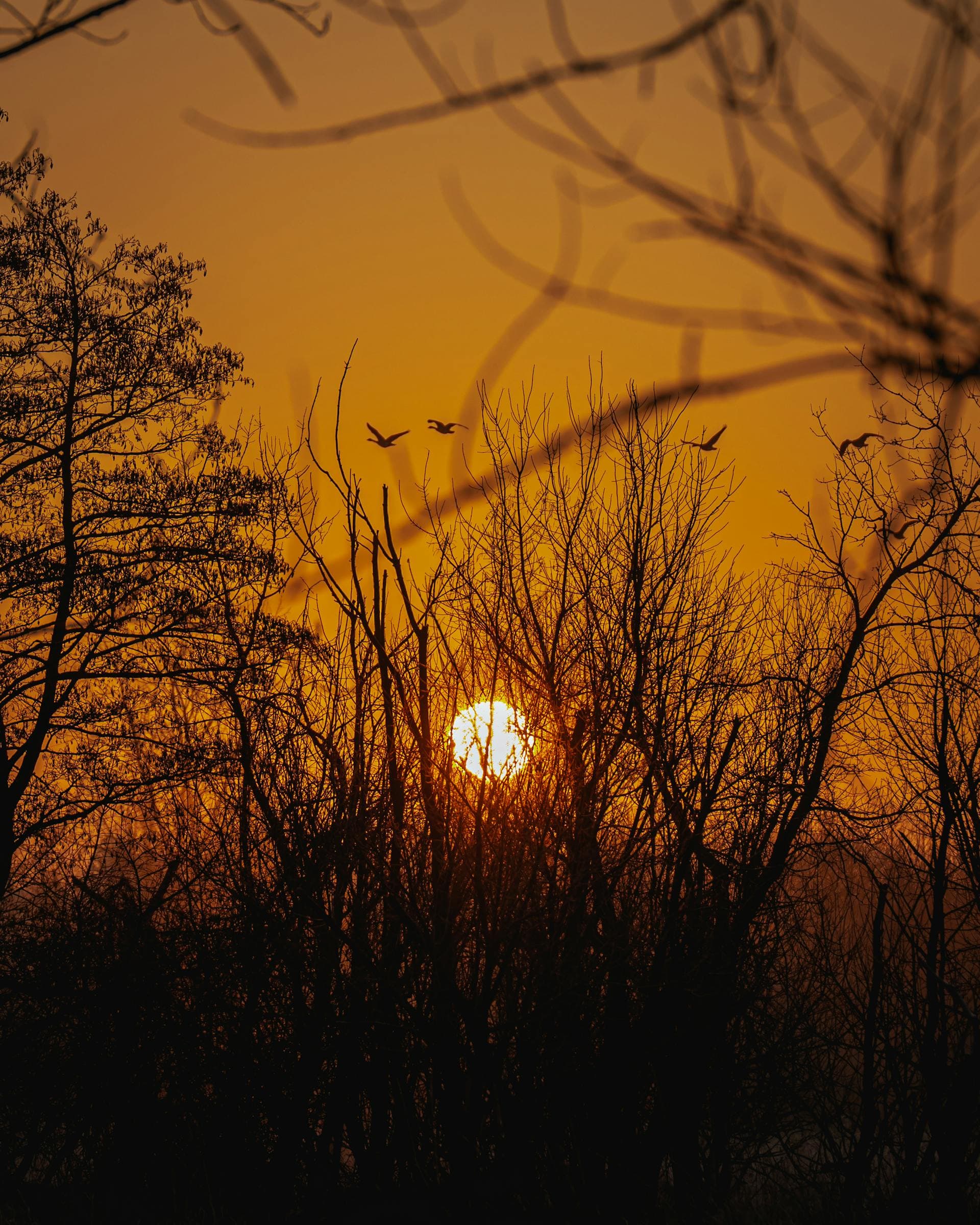 Birds flying over bare winter trees at sunset in Naperville Illinois