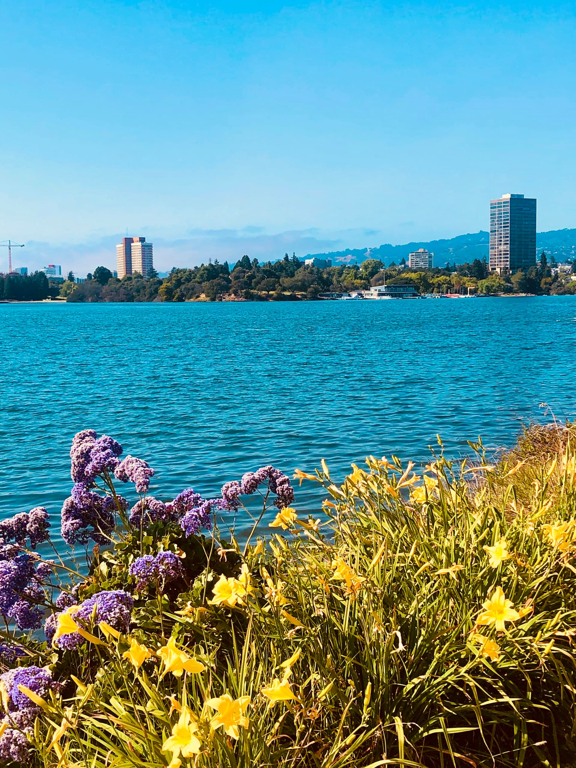 Lake Merritt in Oakland California with flowers in foreground and downtown high-rises in background