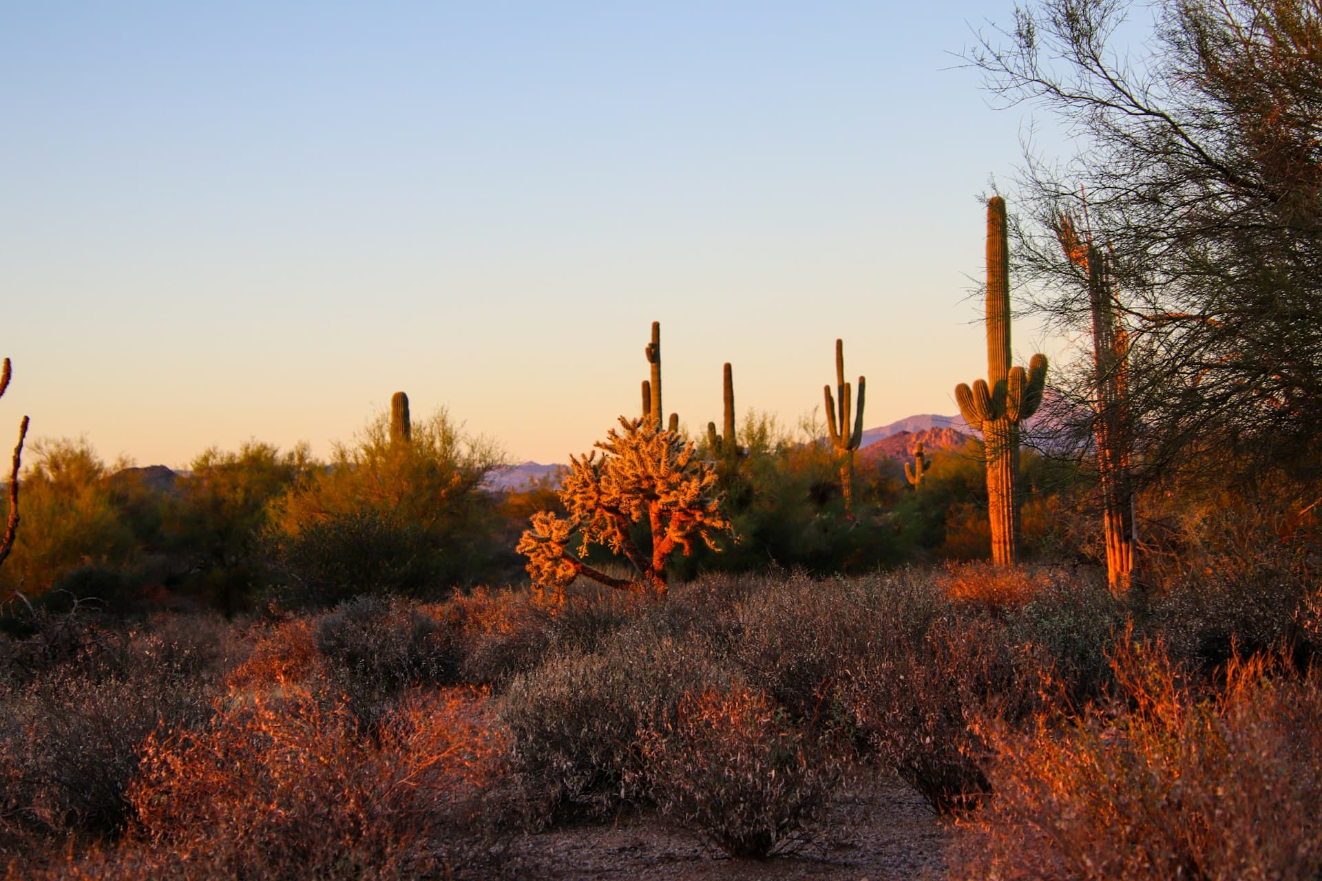 Sonoran Desert landscape with saguaro cacti near Phoenix Arizona at golden hour
