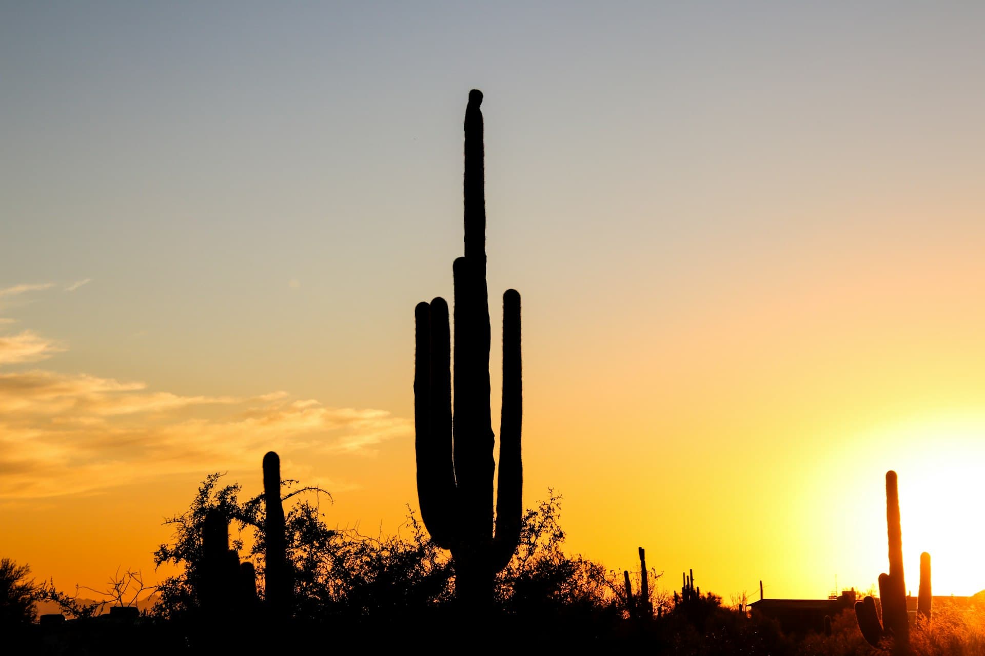 Silhouette of iconic saguaro cactus against vibrant Arizona sunset