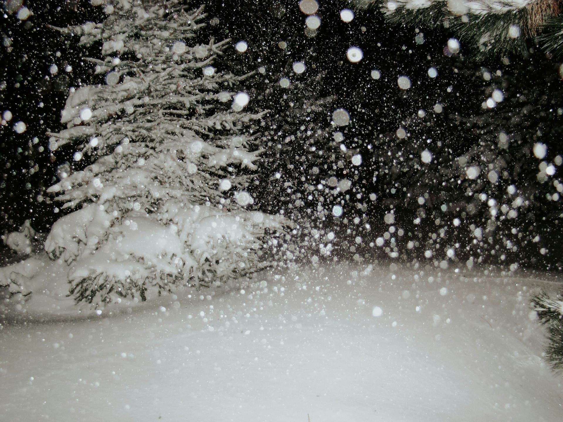 Nevada winter blizzard with heavy snowfall through pine trees