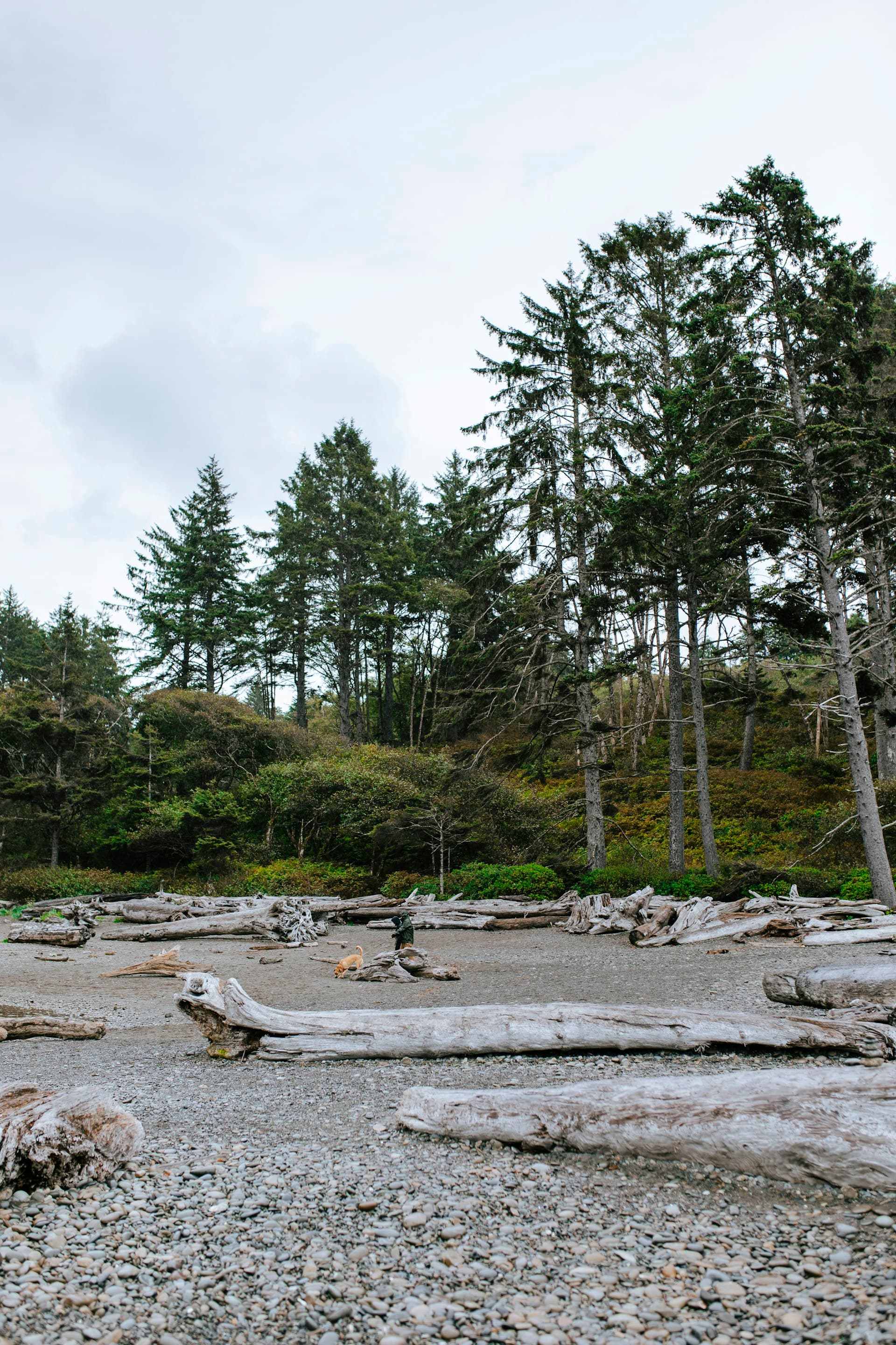 Pacific Northwest coastal scene with driftwood beach and evergreen forest under overcast sky