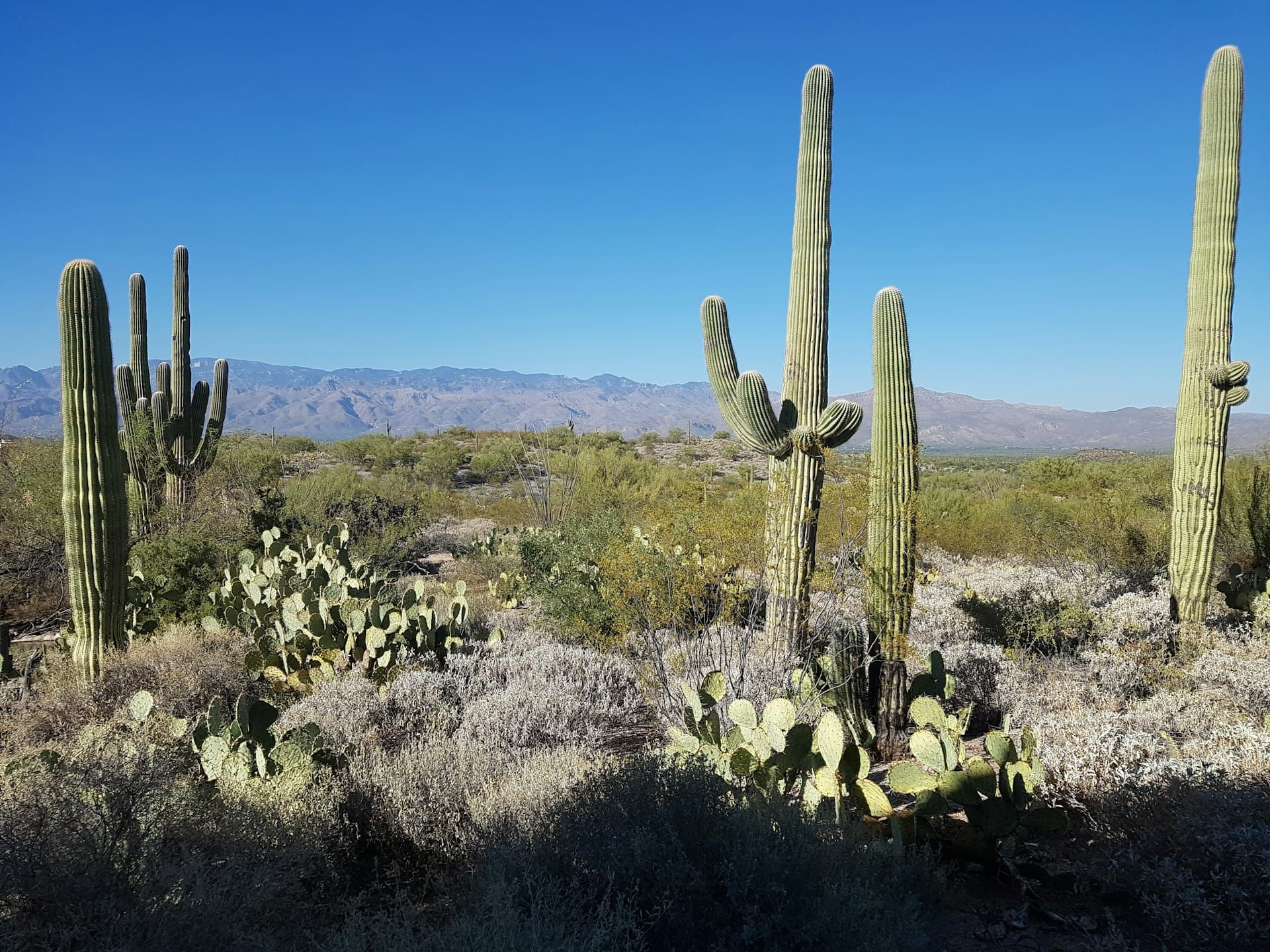 Sonoran Desert landscape with saguaro cacti near Tucson Arizona